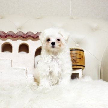 マルチーズ【佐賀県・男の子・2025年9月5日・ホワイト】の写真「可愛いマルちゃん♪」