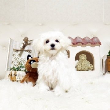 マルチーズ【佐賀県・女の子・2025年6月11日・ホワイト】の写真「可愛いマルちゃん♪」