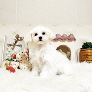 マルチーズ【佐賀県・女の子・2025年6月11日・ホワイト】の写真「可愛いマルちゃん♪」