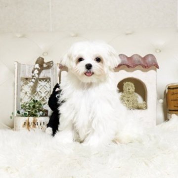 マルチーズ【佐賀県・男の子・2024年12月20日・ホワイト】の写真「可愛いマルチーズちゃん♪」