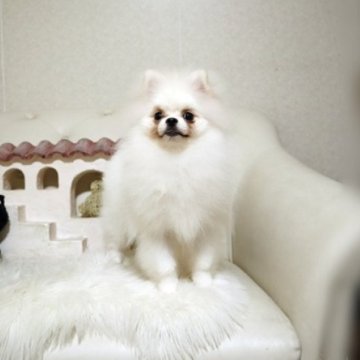 ポメラニアン【佐賀県・男の子・2024年12月23日・ホワイト】の写真「可愛いポメちゃん♪」