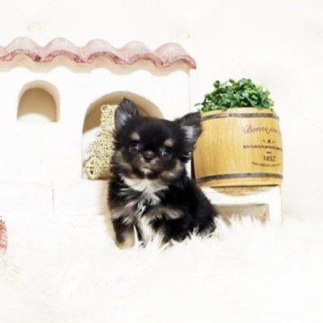 チワワ(ロング)【佐賀県・女の子・2025年9月6日・ブラックタン】の写真「可愛いチワワちゃん♪」