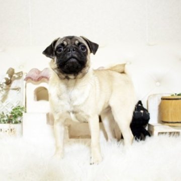 パグ【佐賀県・女の子・2024年8月1日・フォーン】の写真「ぶさかわパグちゃん♪」