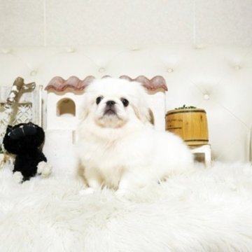ペキニーズ【佐賀県・男の子・2025年6月23日・ホワイト】の写真「可愛いペキちゃん♪」
