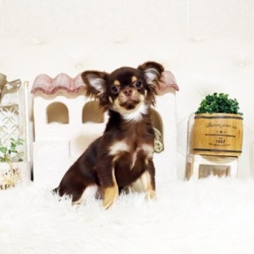 チワワ(ロング)【佐賀県・男の子・2025年6月5日・チョコタン】の写真「可愛いチワワちゃん♪」