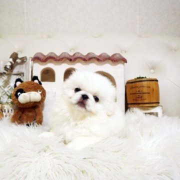 ペキニーズ【佐賀県・男の子・2025年6月23日・ホワイト】の写真「可愛いペキちゃん♪」