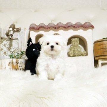 マルチーズ【佐賀県・男の子・2025年9月5日・ホワイト】の写真「可愛いマルちゃん♪」