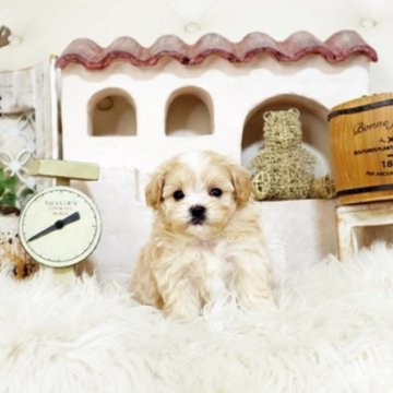 マルプー(トイプードル×マルチーズ)【佐賀県・男の子・2025年4月10日・クリーム】の写真「可愛いマルプーちゃん♪」