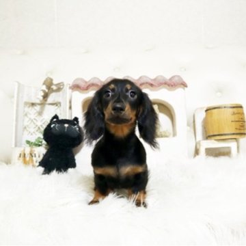 ミニチュアダックスフンド(ロング)【佐賀県・男の子・2025年7月11日・ブラックタン】の写真「可愛いダックスちゃん♪」