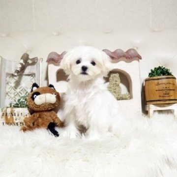 マルチーズ【佐賀県・女の子・2025年6月11日・ホワイト】の写真「可愛いマルちゃん♪」