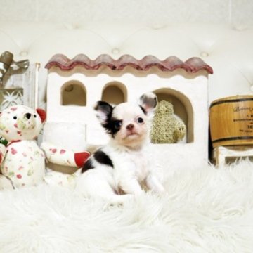 チワワ(ロング)【佐賀県・女の子・2025年8月15日・チョコパーティー】の写真「可愛いチワワちゃん♪」