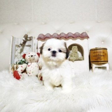 シーズー【佐賀県・女の子・2025年8月25日・ホワイト&ゴールド】の写真「可愛いシーズーちゃん♪」