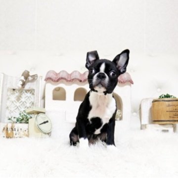 ボストンテリア【佐賀県・男の子・2025年11月22日・ボストンカラー】の写真「カッコいいボストンちゃん♪」