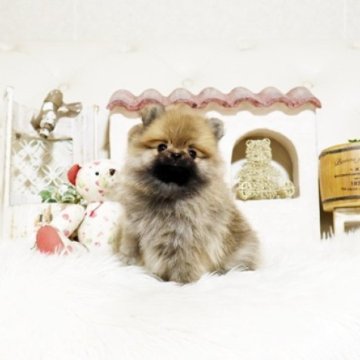 ポメラニアン【佐賀県・女の子・2025年9月2日・オレンジセーブル】の写真「可愛いポメちゃん♪」