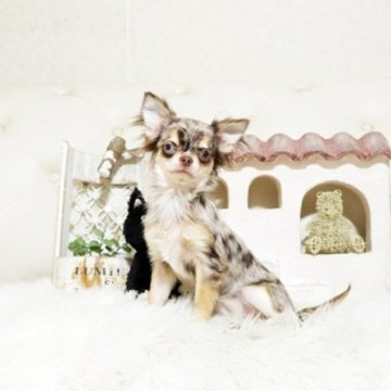 チワワ(ロング)【佐賀県・女の子・2025年6月22日・チョコマール】の写真「可愛いチワワちゃん♪」