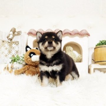 柴犬(豆柴)【佐賀県・男の子・2025年9月6日・黒】の写真「元気な豆柴ちゃん♪」