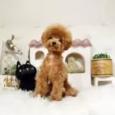 トイプードル(トイ)