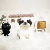 シーズー