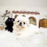 ペキニーズ