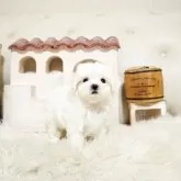 マルチーズ