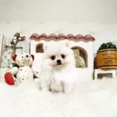 ポメラニアン