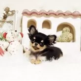 チワワ(ロング)