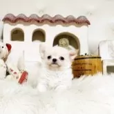 チワワ(ロング)