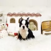 ボストンテリア