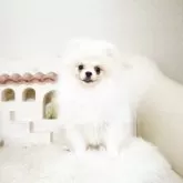 ポメラニアン