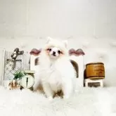 ポメラニアン
