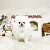 ポメラニアン