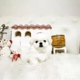 ペキニーズ