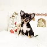 チワワ(ロング)
