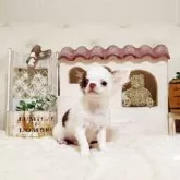 チワワ(ロング)