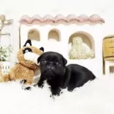 パグ【佐賀県・女の子・2025年1月26日・ブラック】の写真1