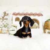 ミニチュアダックスフンド(スムース)