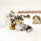 チワワ(ロング)