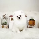 ポメラニアン