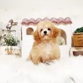 トイプードル(トイ)