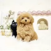 トイプードル(トイ)【佐賀県・男の子・2024年9月20日・レッド】の写真1