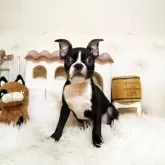 ボストンテリア
