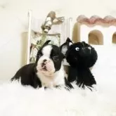 ボストンテリア