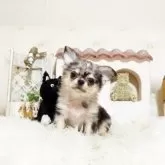 チワワ(ロング)