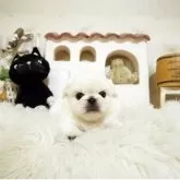 ペキニーズ