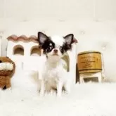 チワワ(ロング)