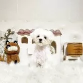 マルチーズ