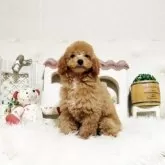 トイプードル(トイ)