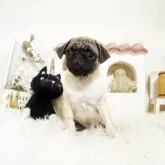パグ