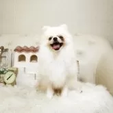 ポメラニアン