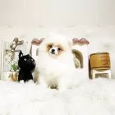 ポメラニアン